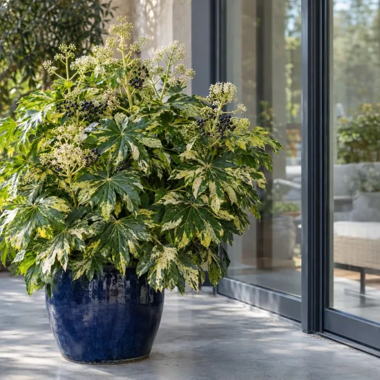 Aralia du japon 'Variegata camouflage' (Fatsia japonica) — grand arbuste panaché en pot bleu sur terrasse · Photo d'illustration