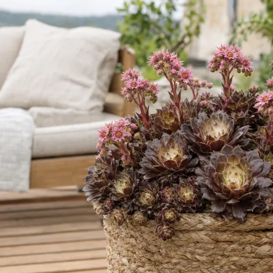 Joubarbe chocolat 'Charms choco latte' (Sempervivum) — rosette succulente fleurie dans grand panier tressé · Photo d'illustration