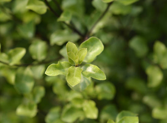 Pittospore 'Golden ball'