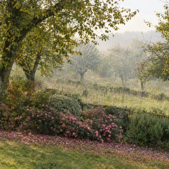Camelia 'Showa no sakae' (Camelia sasanqua) — massif de fleurs roses devant un muret · Photo d'illustration