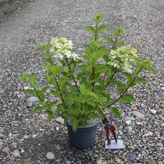Hortensia paniculé 'Fraise melba'