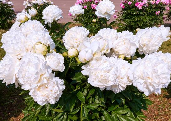 Pivoine 'Duchesse de nemours blanc'