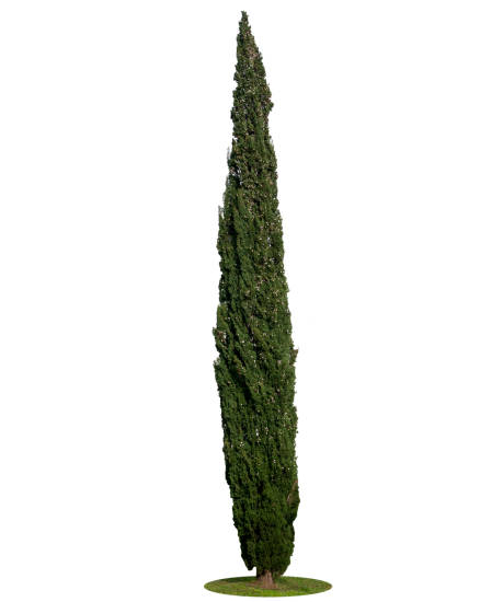Cyprès d'italie 'Garda'