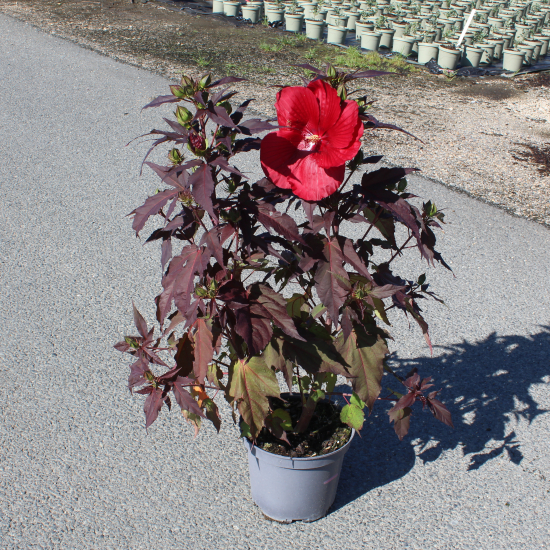 Hibiscus des marais 'Geant red'