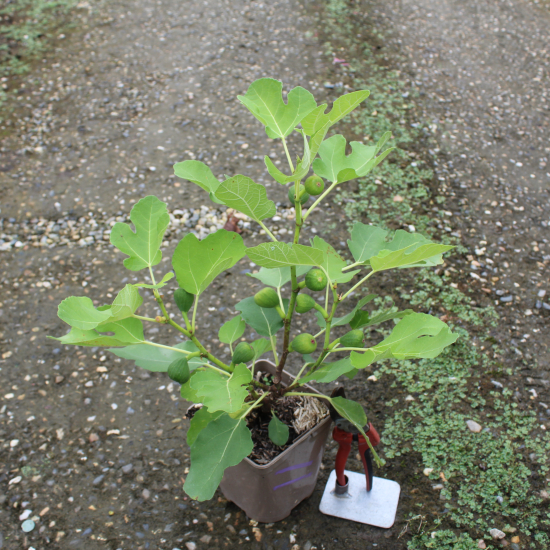 Figuier violette de sollies
