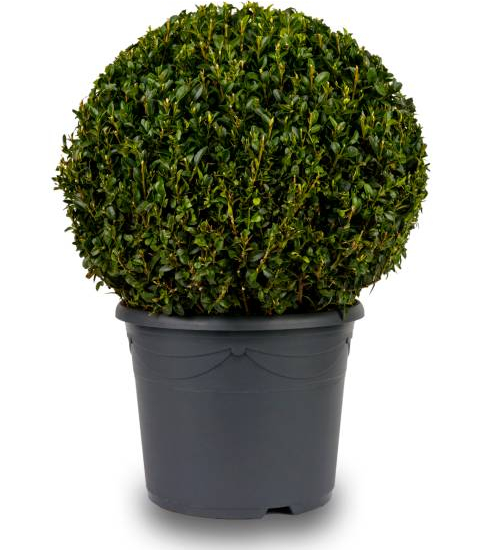 Houx crénelé nain 'Luxus globe'