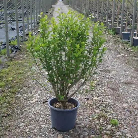 Althéa 'China chiffon' (Hibiscus syriacus) — jeune arbuste vert en pot sur allée de pépinière · Pot 15L