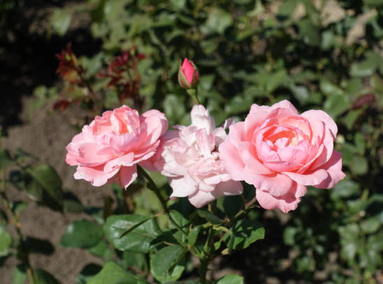 Rosier 'Botticelli  '