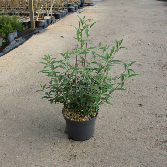 Arbre aux papillons Black Knight