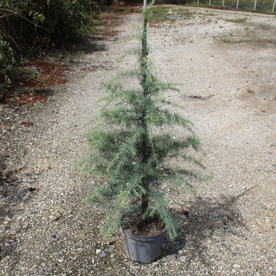 Cèdre de l'himalaya