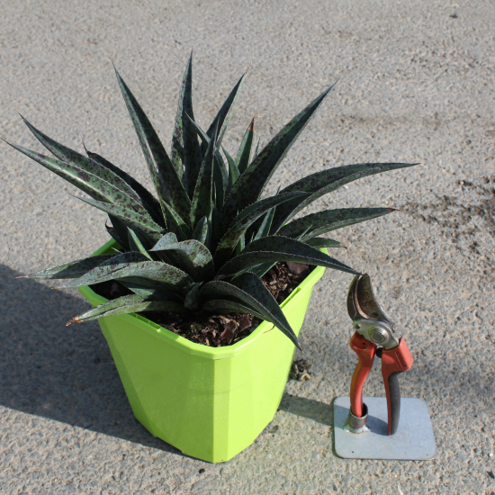 Mangave 'Ananas express'