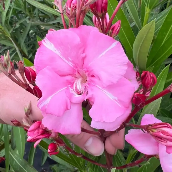Laurier rose 'Splendens gigantea' (Nerium oleander) — main tenant une grande fleur rose ouverte
