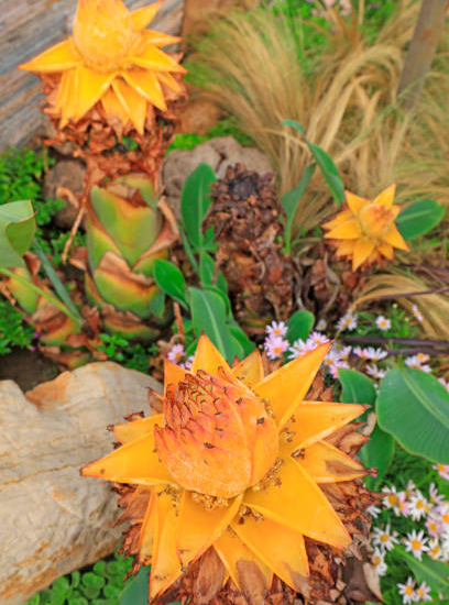 Bananier lotus d'or