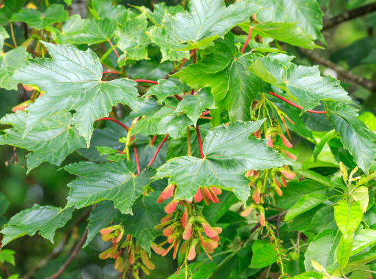 Érable à peau de serpent jaspé de gris 'Rufinerve'