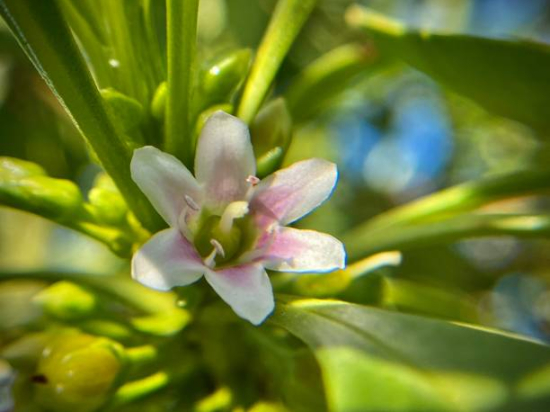 Myoporum parvifolium "Rose"
