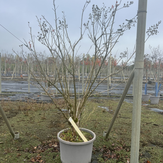 Lilas des indes 'Margaux'