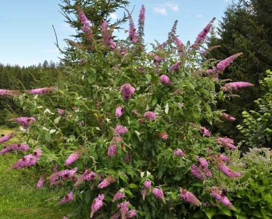 arbres à papillons Buzz hot raspberry
