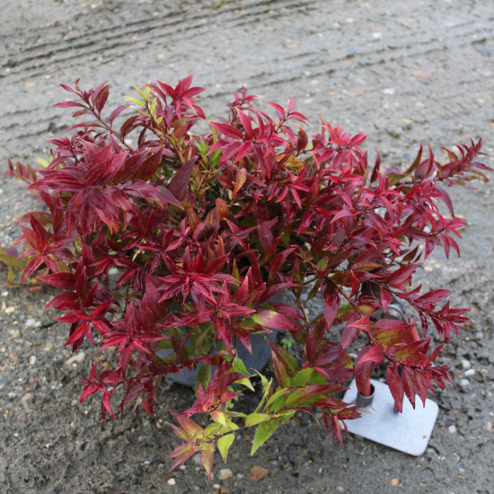 Deutzie grêle 'Nikko'