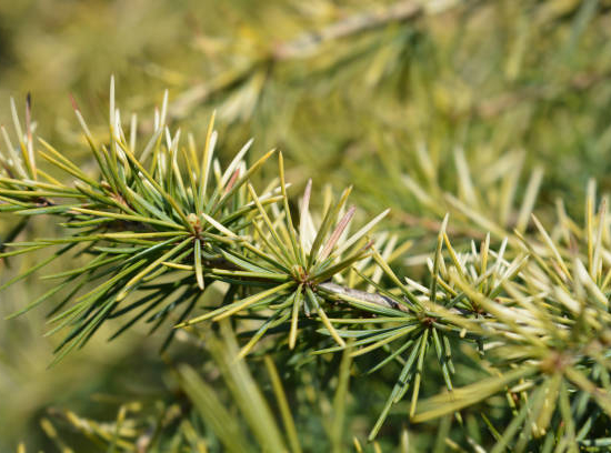 Cèdre doré de l'himalaya 'Aurea'