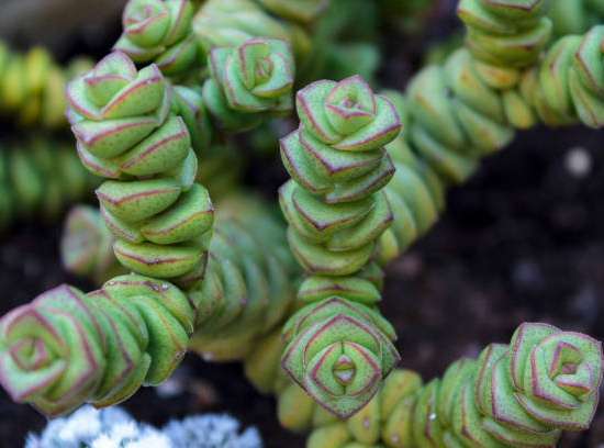 Crassule 'perforata'