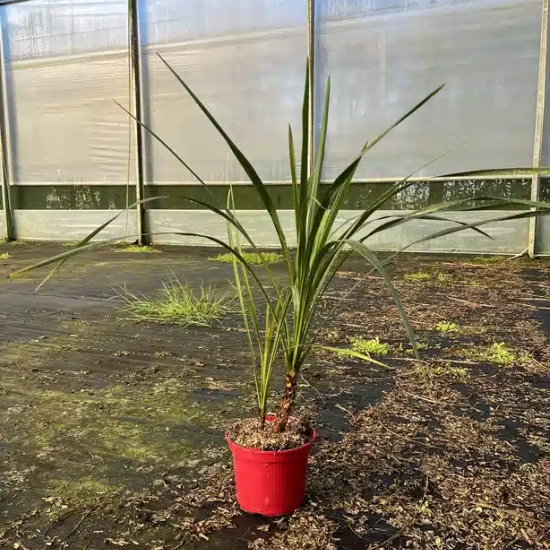 Cordyline indivisa
