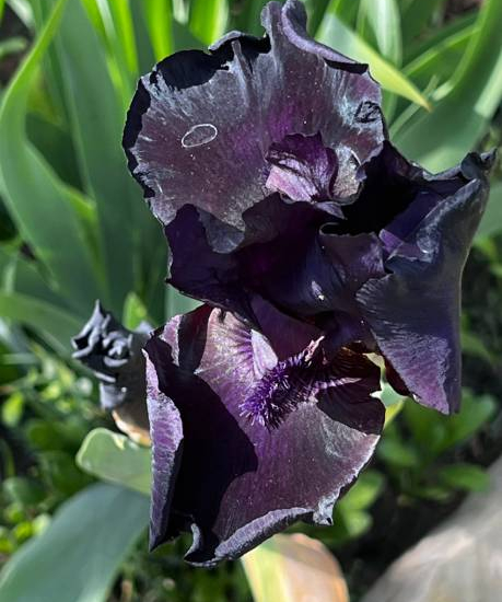 Iris d'allemagne 'Black out bleu'