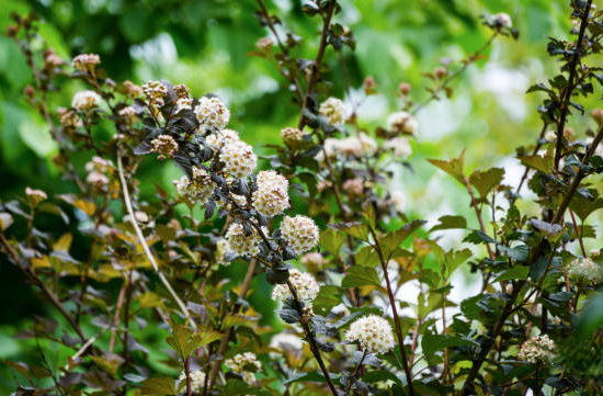 Physocarpe 'Tiny wine'