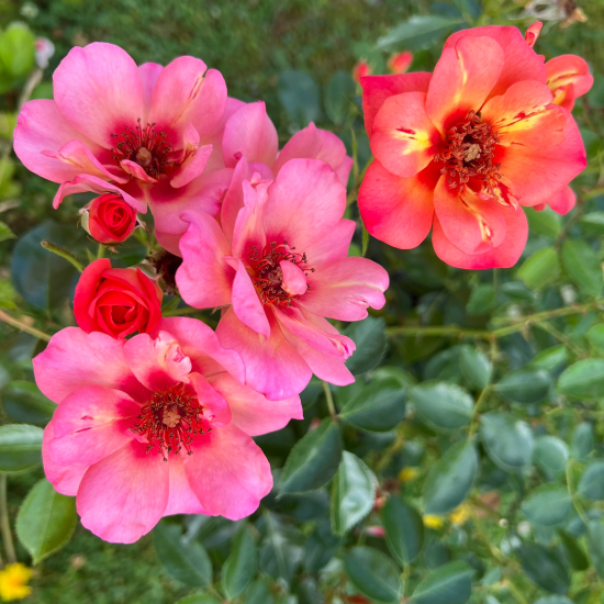 Rosier 'Baia '