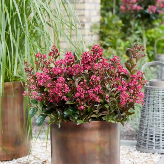 Lilas des indes 'Berry dazzle'