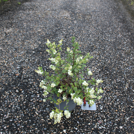 Symphorine 'Magical galaxy'