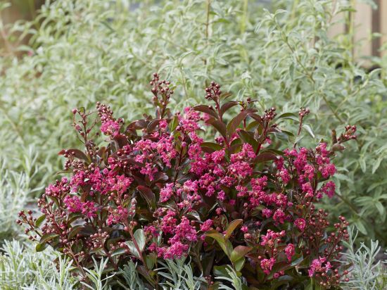 Lilas des indes 'Shell pink'