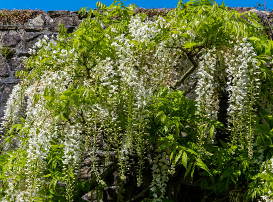 Glycine de chine 'Alba'