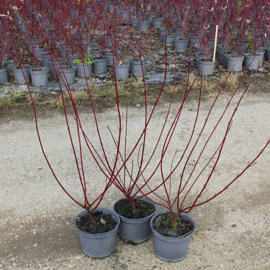 Cornouiller blanc 'Elegantissima'