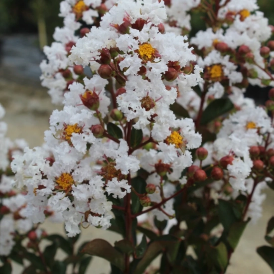 Lilas des indes 'Terrasse blanc'