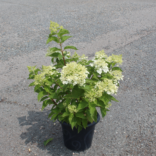 Hortensia paniculé 'Unique'