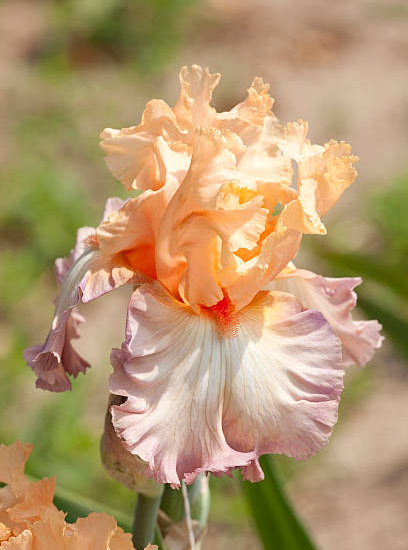 Iris d'allemagne 'Celebration song rose'