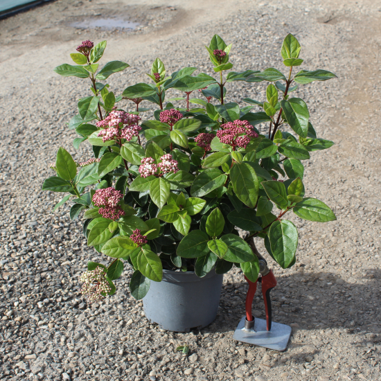 Viorne tin 'Lisarose'