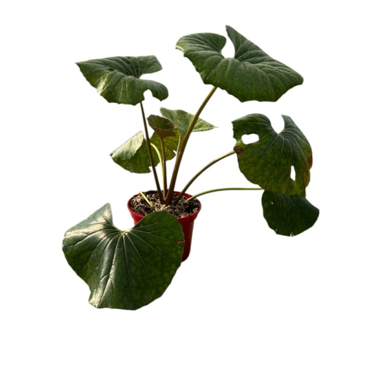 Farfugium 'Arctic jungle''