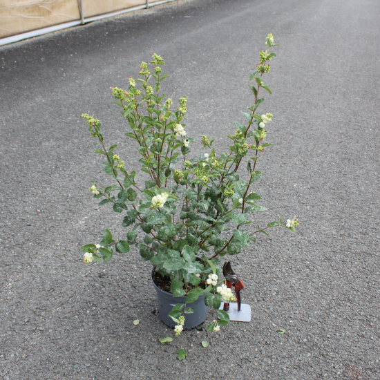 Symphorine 'White hedge'
