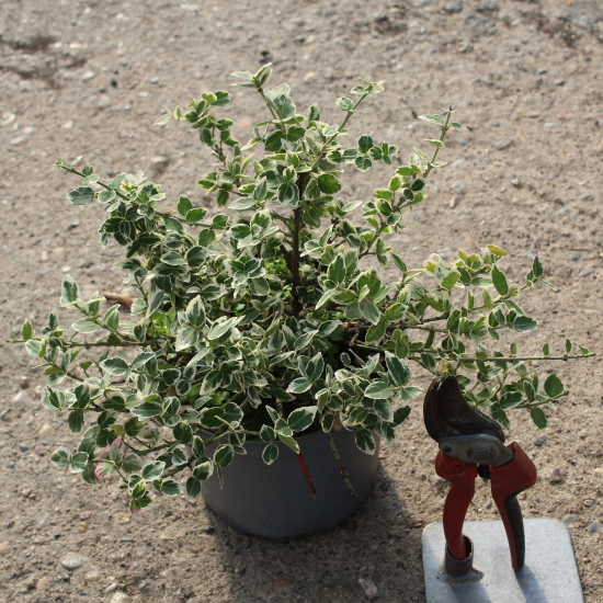 Fusain de fortune 'Emerald gaiety'