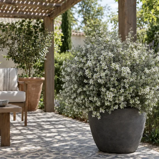Arbre à thé 'Silver ice' (Leptospermum) — grand arbuste dense en pot sur terrasse · Photo d'illustration