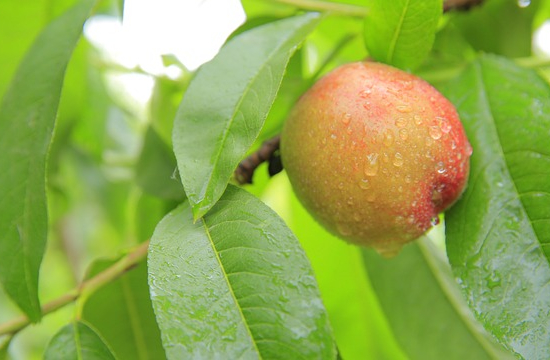 Nectarine fantasia