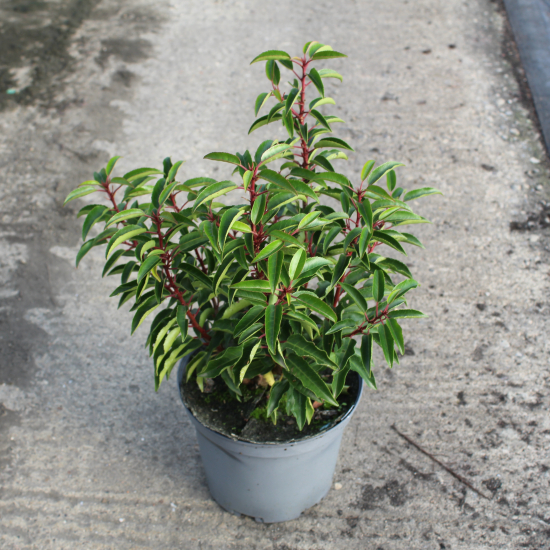 Laurier du portugal 'Angustifolia'