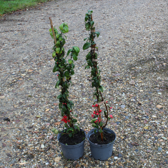 Cognassier à fleurs 'Rubra'