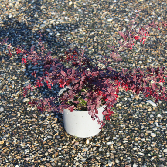 Épine-vinette 'Auricoma'