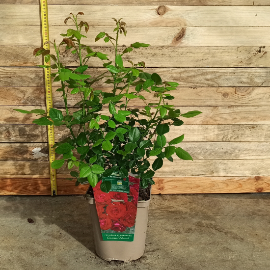 Rosier 'Coeurs de vendee'