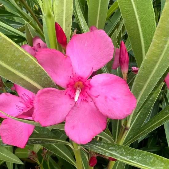 Laurier rose 'Margaritha' (Nerium oleander)