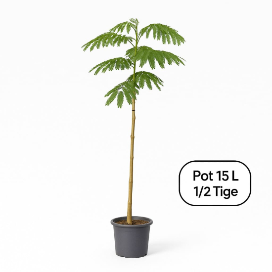 Arbre à soie Ombrella boubri