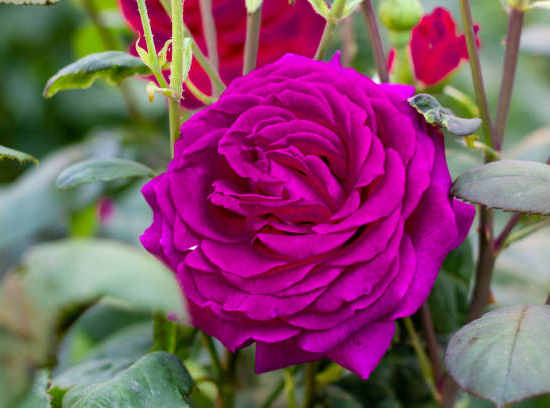 Rosier 'Purple voluptia'