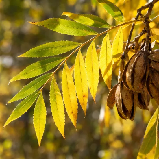 Noyer amère 'Amara' (Carya) — feuilles pennées vertes et jaunes avec fruits secs · Photo d'illustration